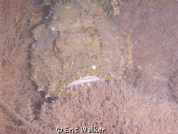Scorpion fish, took this photo at the Blue Heron Bridge i... by Eric Walker 